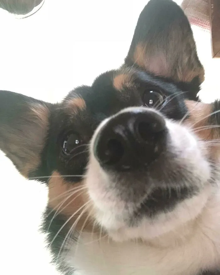 Cuando enciendes accidentalmente la cámara frontal, pero no pasa nada porque eres adorable, sólo estás un poco sorprendido