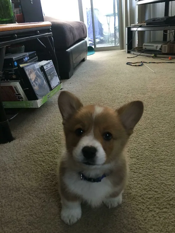Goooooooodmorning From Waffles