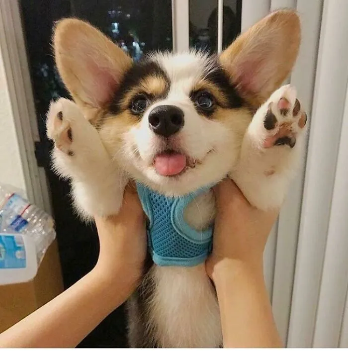 Most Boopable Snout Ever