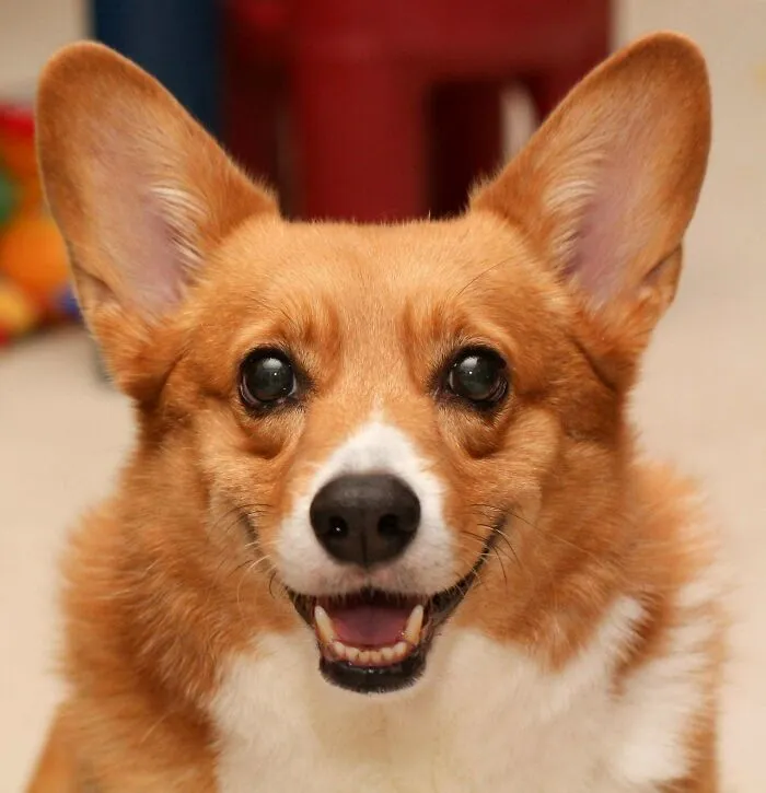 Said Goodbye To Rosie Today. This Portrait Is One Of My Favorite Photos Of Her. It Really Shows Off Her Beautiful Smile