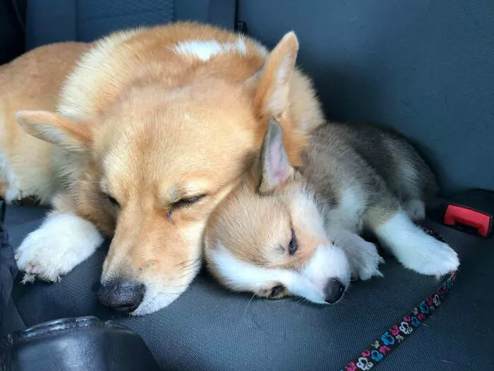 Ayer publiqué que Jack estaba malhumorado por el nuevo cachorro... Hoy está mejor