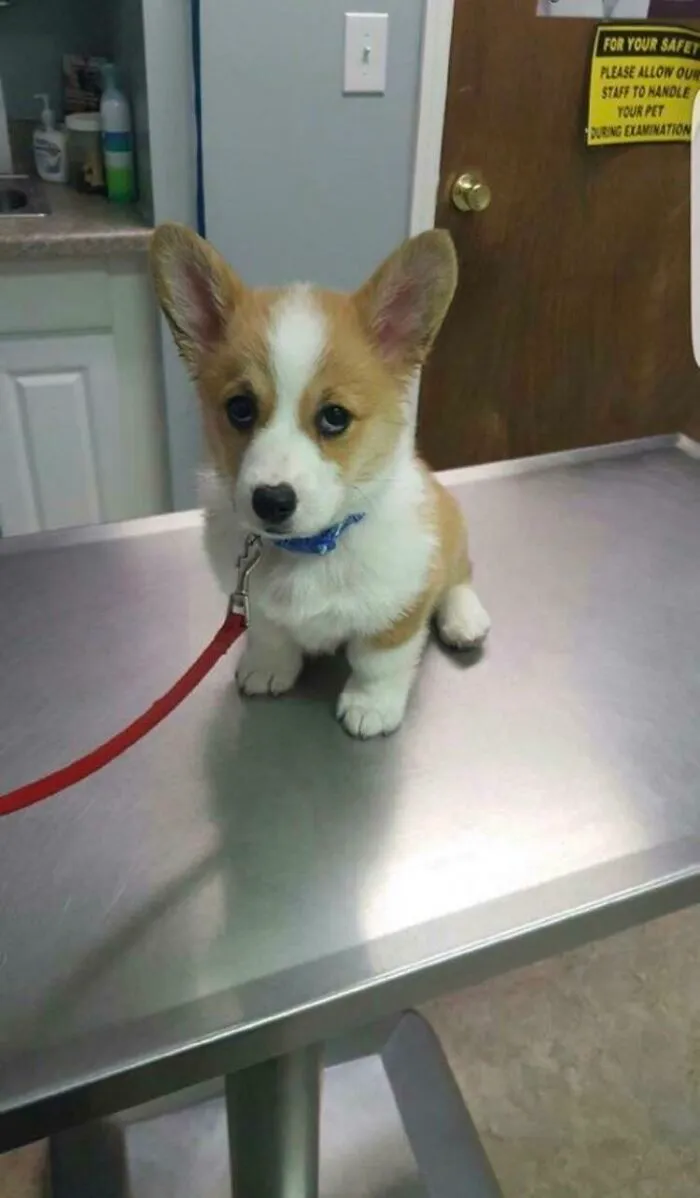 Little Puppy