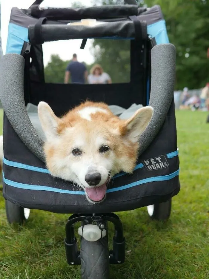 Overheard At The Park: "She's 16 Years Old And Her Legs Don't Work So Well Anymore, But She Still Loves Meeting New People"