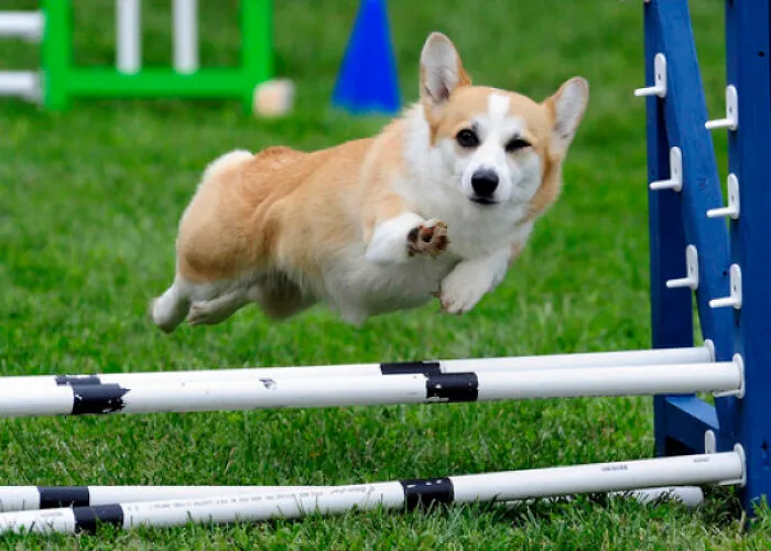This Ridiculously Photogenic Corgi
