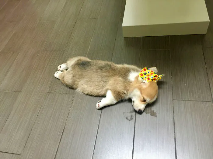 His First Trip To The Vet!