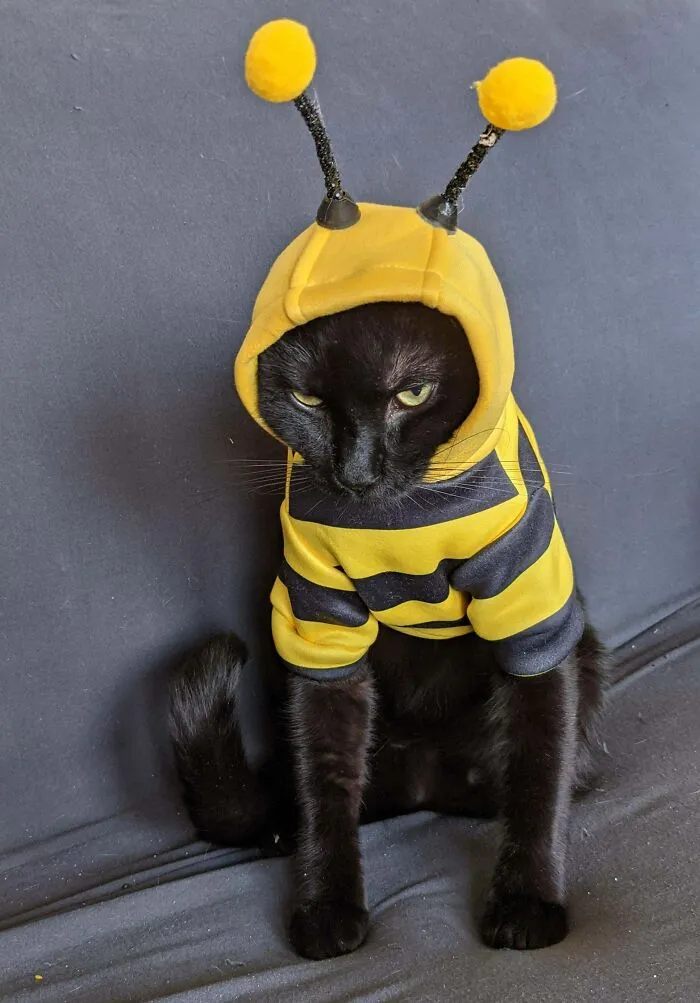 My Lil Bee
