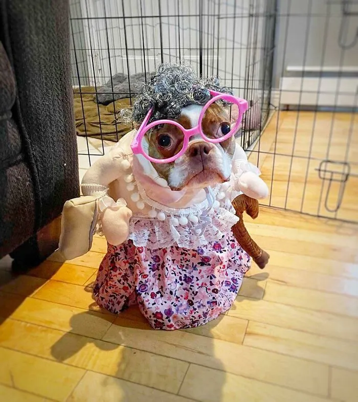 Happy Halloween From This Golden Girl 
