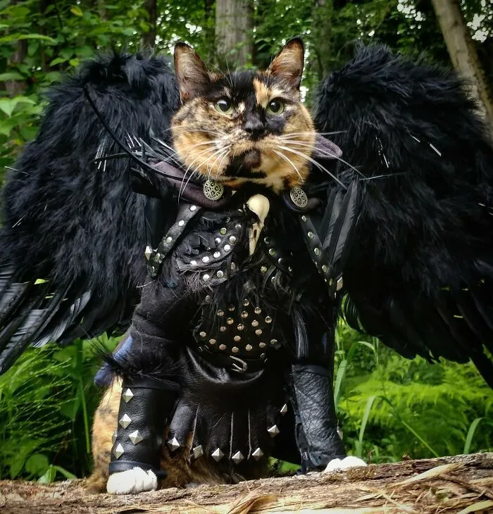 The Halloween Cat Has Appeared