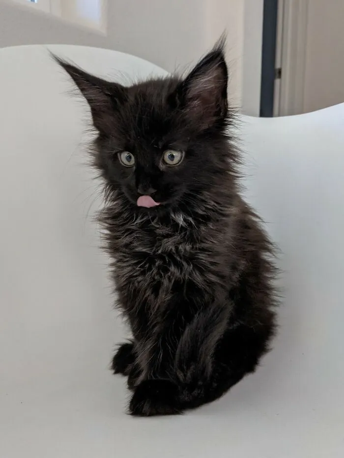 Conoce a nuestro nuevo Maine Coon, Hades, el terrorífico Dios del Inframundo