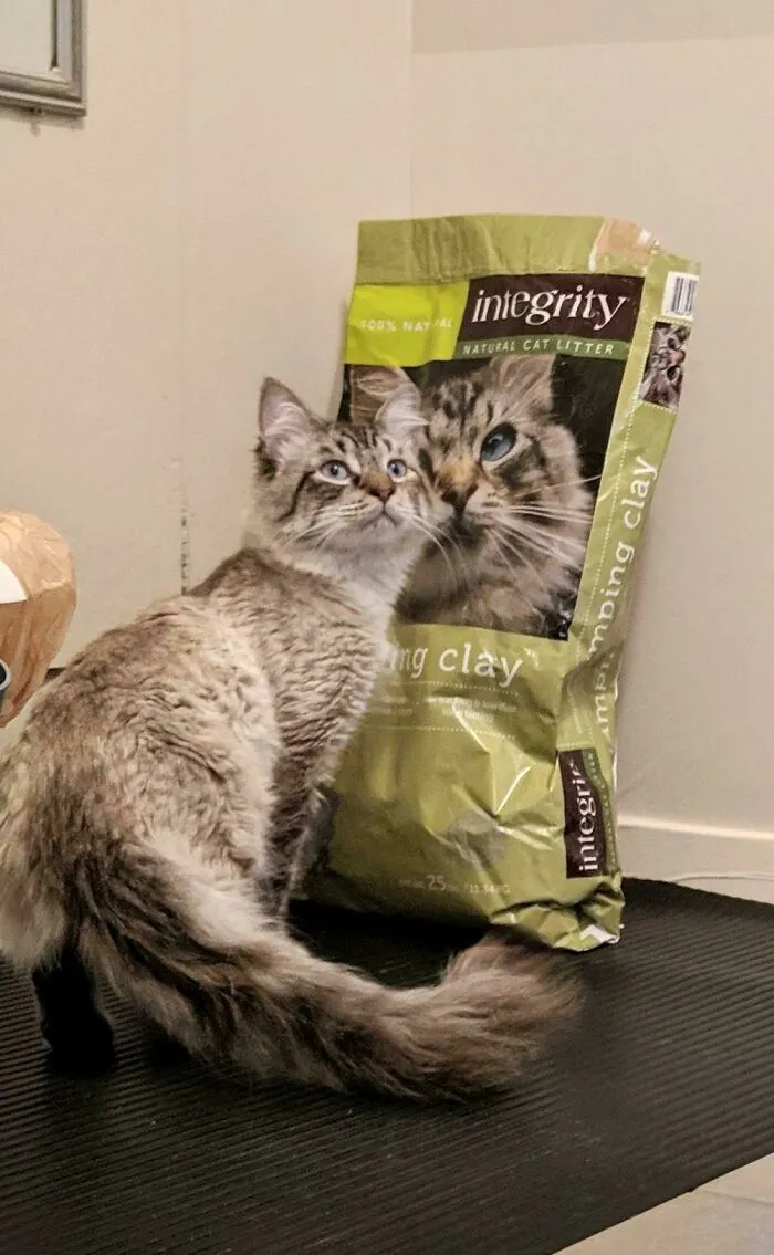 Me dicen que mi gatito recién adoptado del refugio pertenece a este lugar