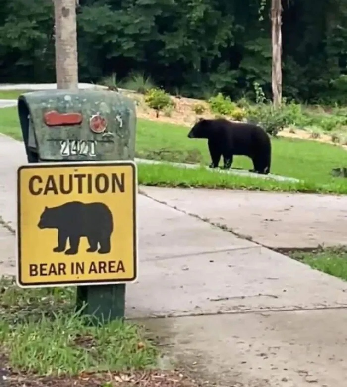 Bear In Area