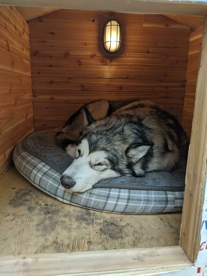 Mi cachorro de Alaskan Malamute Chinook en su casa de cedro