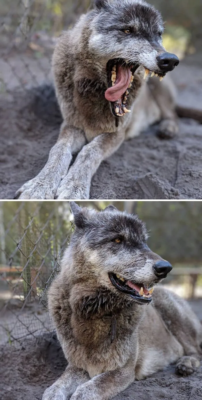 Here’s Some More Of Yuki The Wolf Dog Hybrid