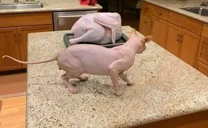50 Animal Glitches In The Matrix That Might Freak You Out