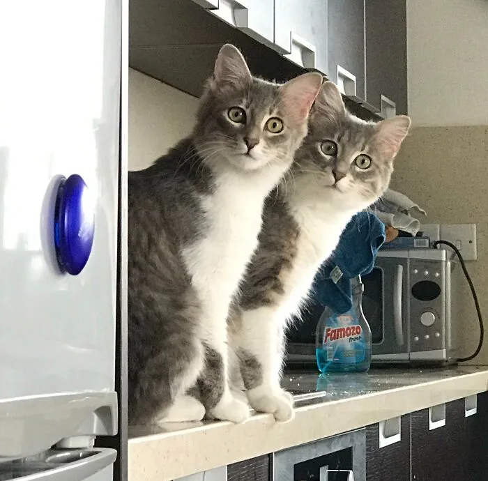 Sometimes It's Hard To Tell Them Apart
