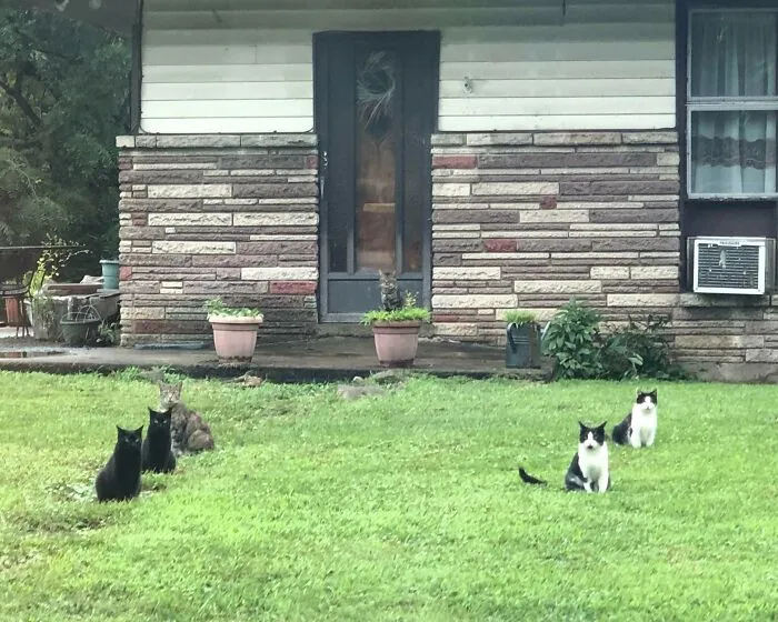 Hay 2 de cada gato fuera de esta casa abandonada