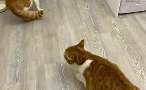 50 Animal Glitches In The Matrix That Might Freak You Out