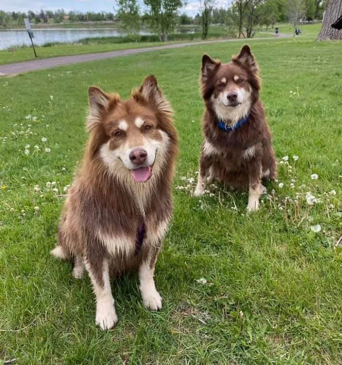 Hace unos años encontré a alguien en internet que tenía a el doble de mi perro. Gracias a un viaje, ¡pudieron conocerse la semana pasada! Aquí están Potato y Rufus