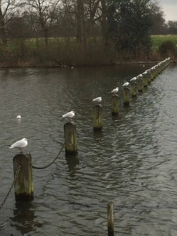 Estas aves en Hyde Park 