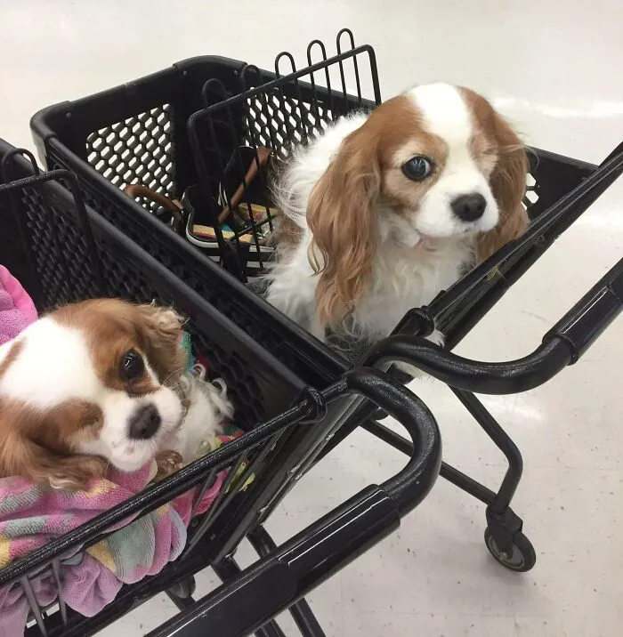 My Dog, Flirt (Left) Found Her Doppelgänger