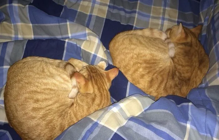 Ctrl+C, Ctrl+V