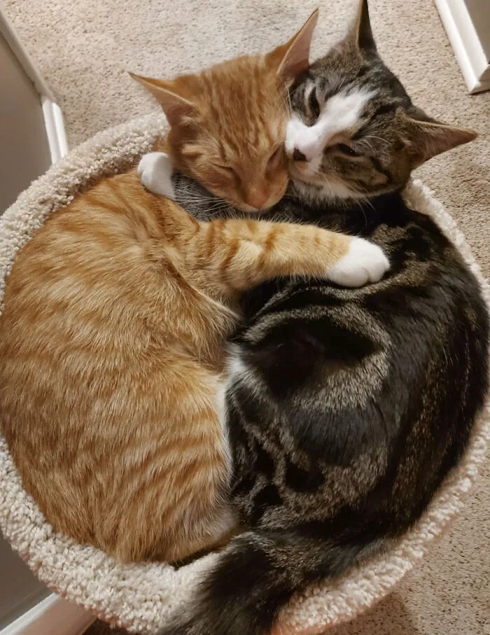 El refugió dictaminó que estos hermanos debían ser adoptados juntos porque eran inseparables. Duermen así todas las noches 