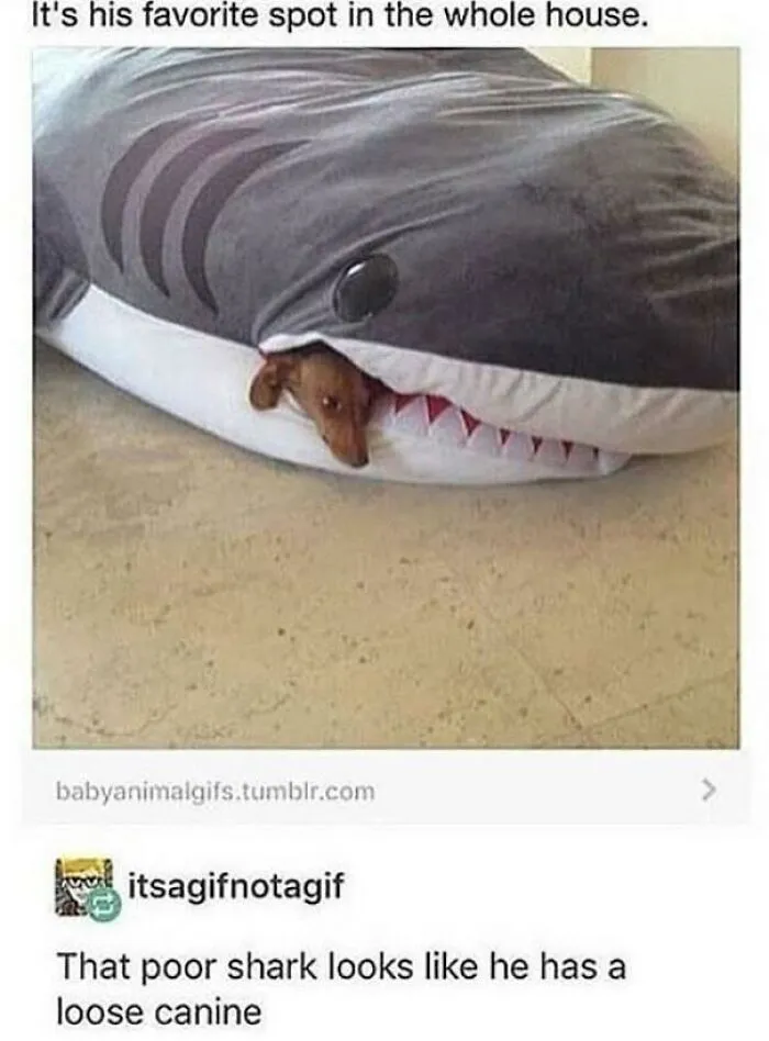 Puppy’s Favourite Spot