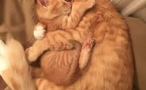 50 Times People Caught Animals Enjoying A Nap And Just Had To Take A Pic