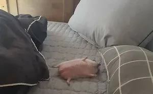50 Times People Caught Animals Enjoying A Nap And Just Had To Take A Pic