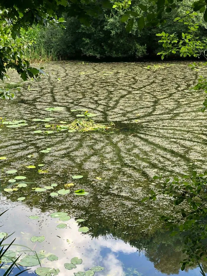 No sé si esto está permitido. Caminos de natación hechos por una gallinula en el camino hacia y desde su nido