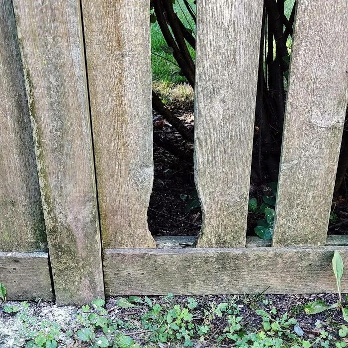 Generations Of Bunnies Have Worn A Perfect Groove In My Neighbor's Fence