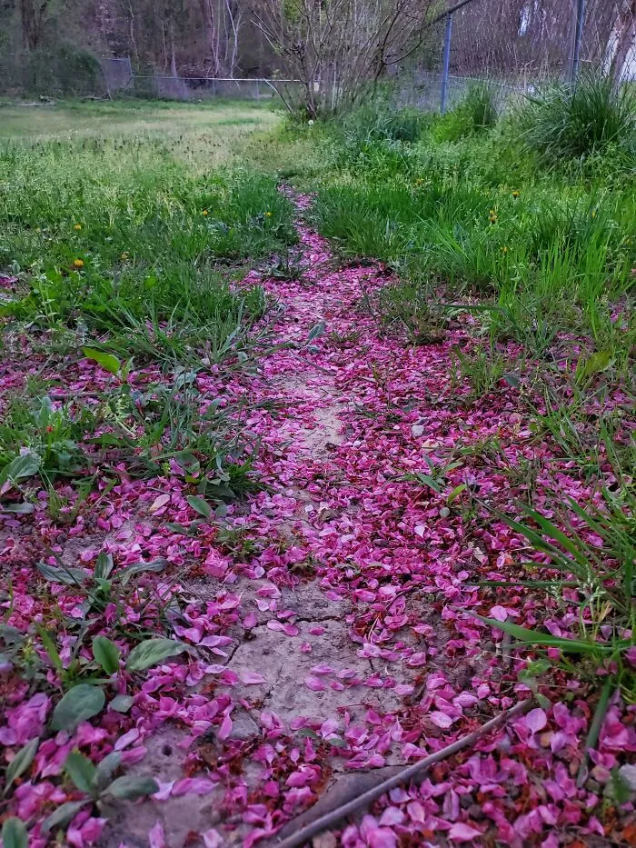My Dog's Desire Path Is Filling Up With Flower Petals. Looks Pretty At The Moment!