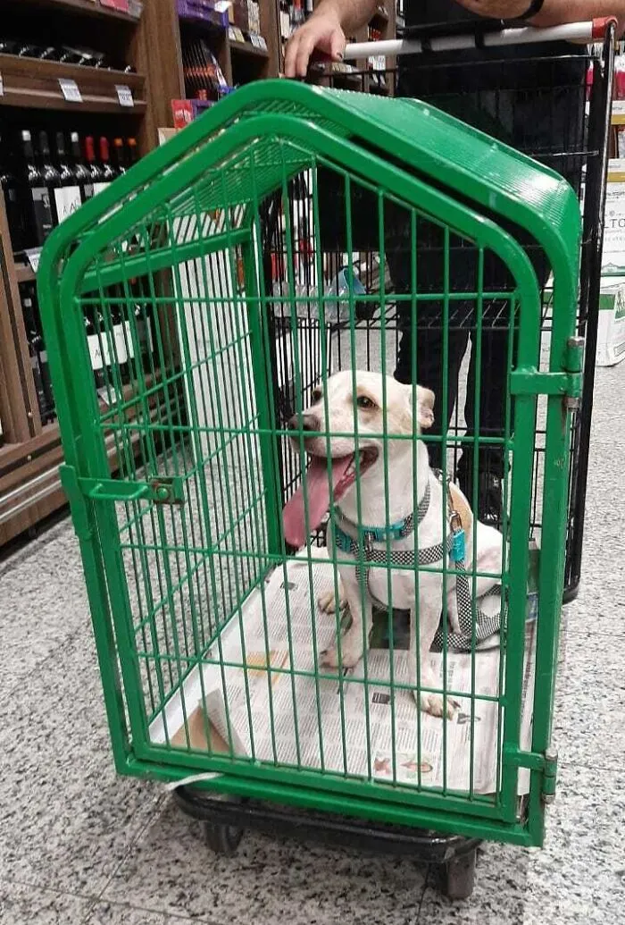 Este supermercado tiene un carrito especial para que compres con tu mascota