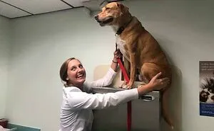 50 Hilarious And Wholesome Moments That Vets Have Experienced At Work (New Pics)