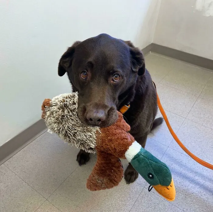 Another Vet Checkup. Another Instance Of Scared Big Boy With His Support Animal