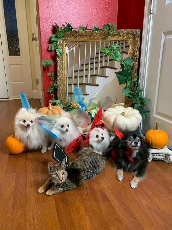 Happy Thanksgiving From My 5 Pomeranians (I Think They Lied On The Pedigree Of That One In The Front!)