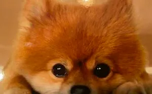 95 Photos Of Pomeranians For Your Daily Dose Of Puppy Cuteness