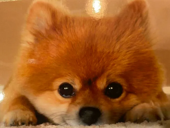 Ted