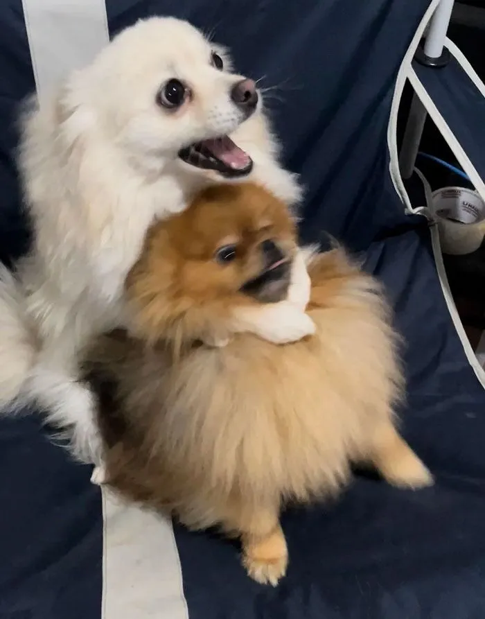 What Is Wrong With My Dogs