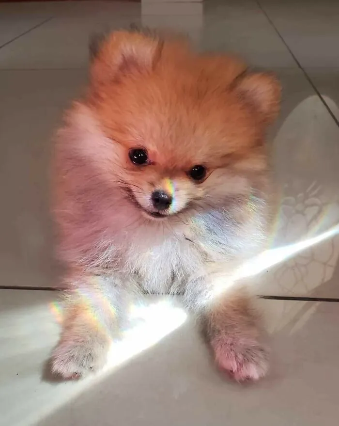 Lil Miss Sunshine