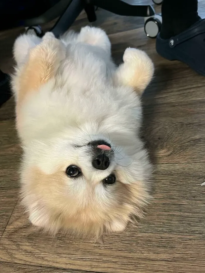 Pretty Sure He’s Like This 50% Of The Day