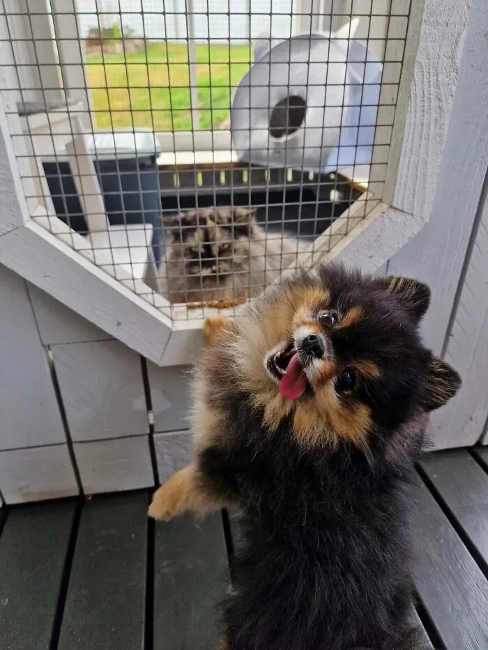Bella Loves Cats
