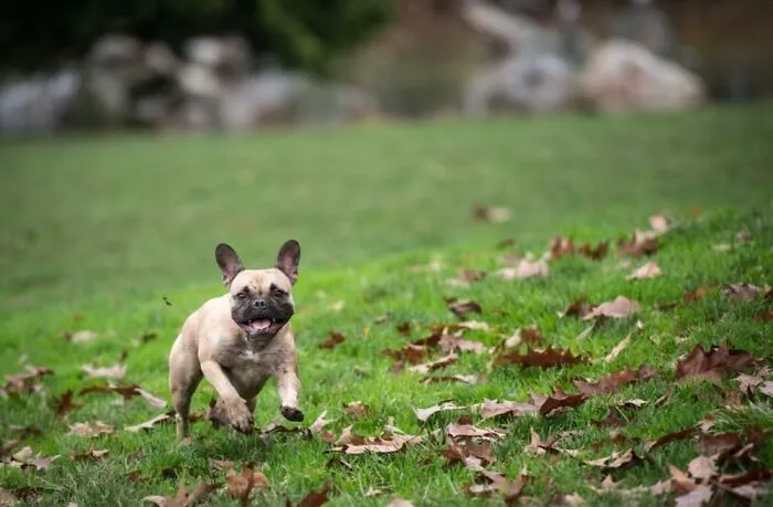 Running Of The Bully