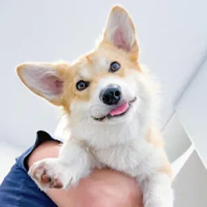 Kobis Corgi
