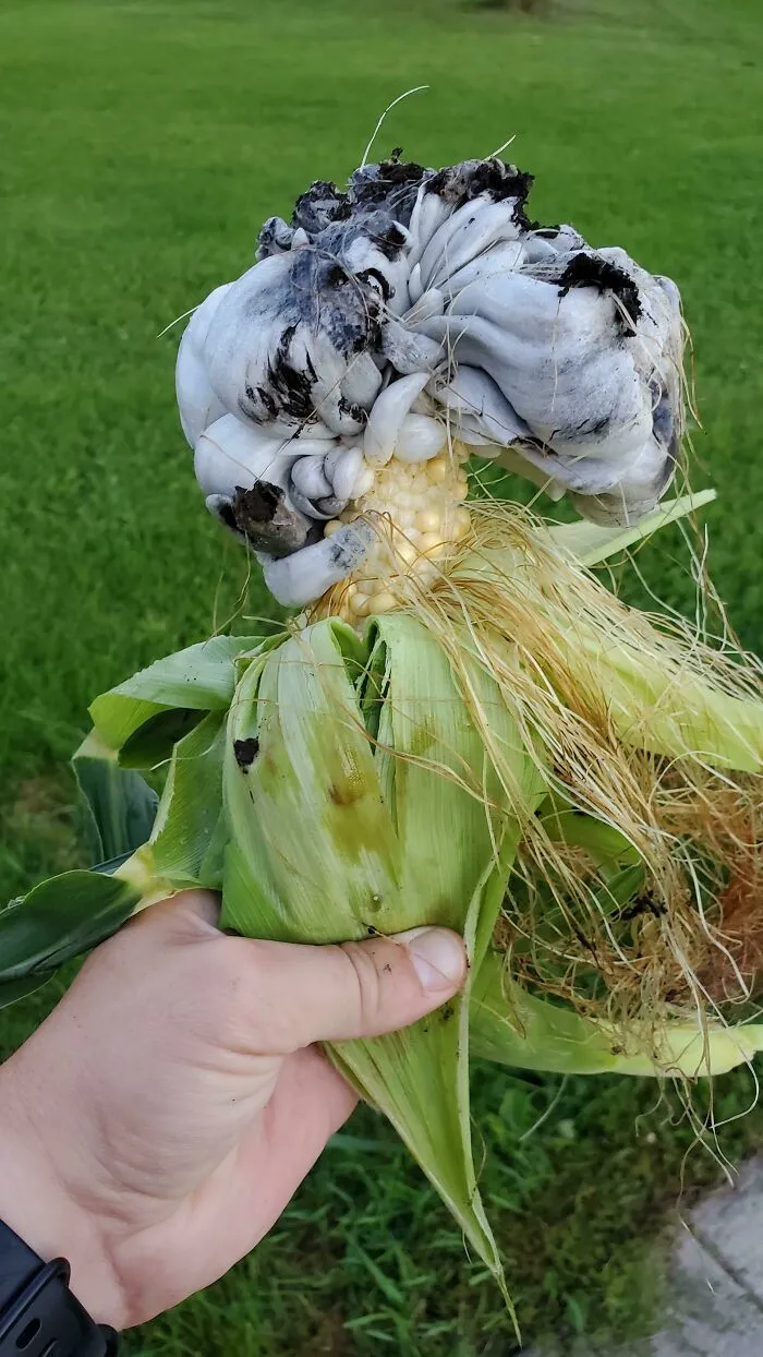 I'm 99% Sure It's Safe And Delicious, But Can You Beautiful People Please Confirm