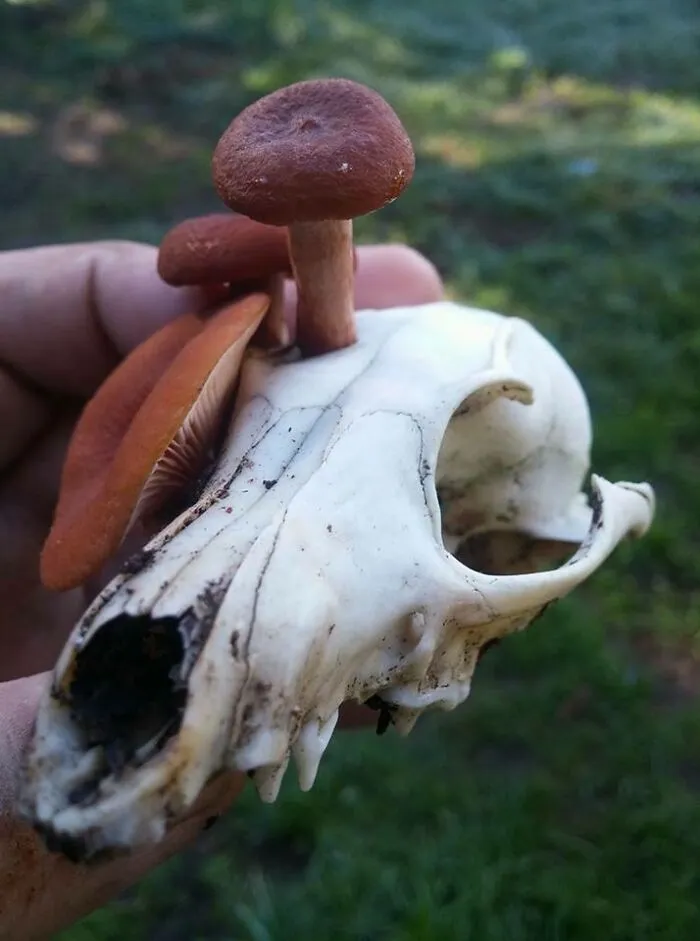 Lactarius Rubidius creciendo sobre el cráneo de un zorro