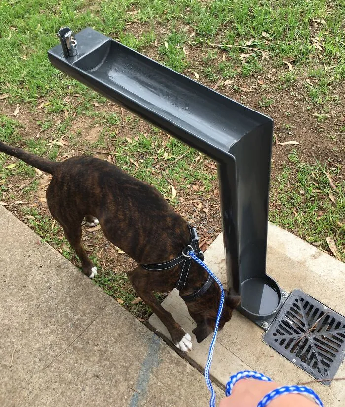 Cuando bebes de esta fuente, el agua sobrante fluye hacia un cuenco para tu perro
