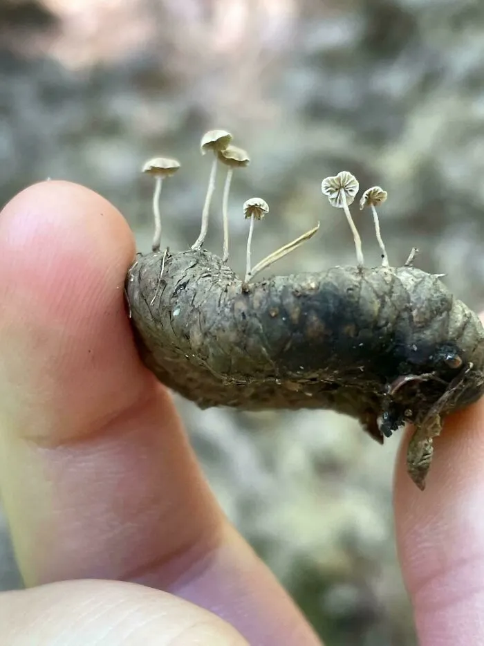 My Daughter Loves Mushroom Hunting And Found These Tiny Ones On An Acorn Cap