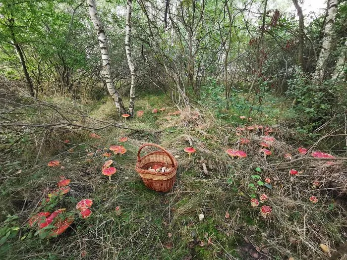 Another Shot From Fairy Forest!