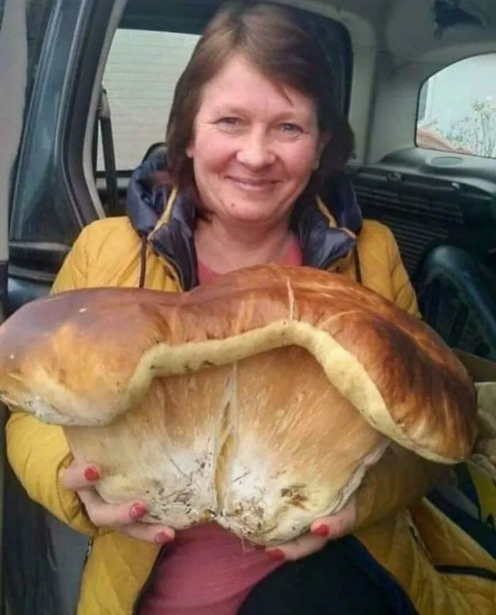 Absolute Bolete Unit